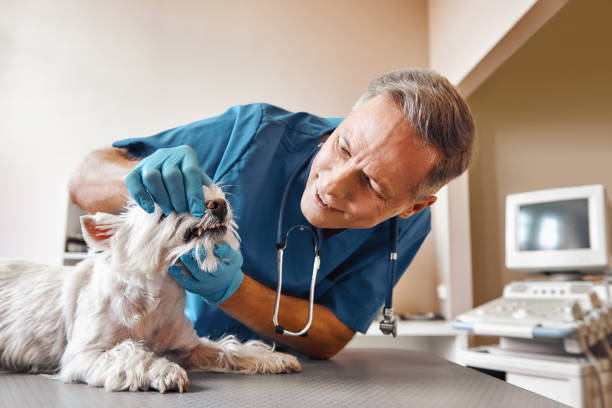 Best Knocked-Out Tooth (Avulsed Tooth) Treatment in Pigeon Forge, TN